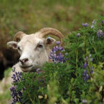 Lamb