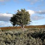 Björk på fjället